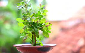 images 7